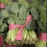 山东聊城蔬菜基地大叶菠菜大量上市25~30厘米