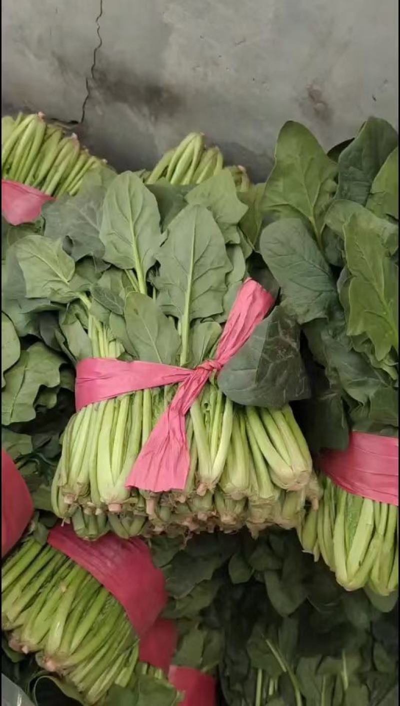 山东聊城蔬菜基地大叶菠菜大量上市25~30厘米
