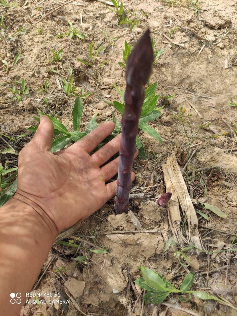 紫色芦笋苗高产紫色芦笋可以生吃的水果芦笋苗