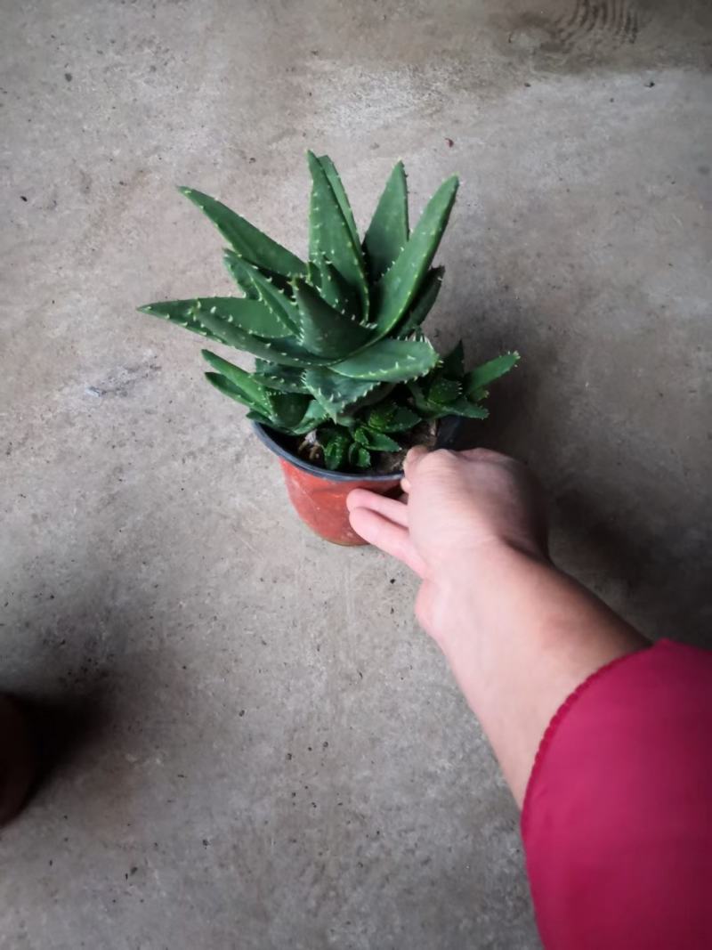 芦荟优质芦荟盆栽产地直发欢迎实地看货