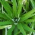 芦荟优质芦荟盆栽产地直发欢迎实地看货