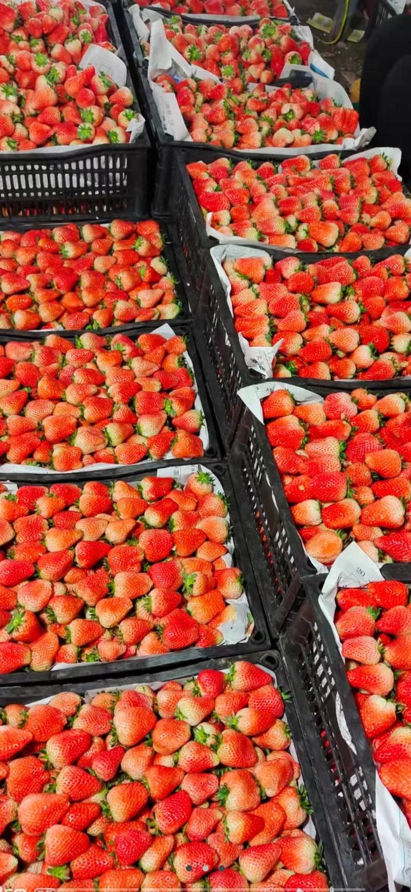 [精选]江苏徐州草莓奶油草莓产地直发货源充足