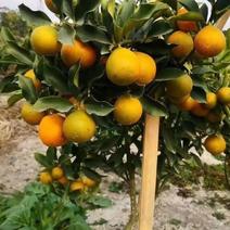 脆蜜金柑苗改良过的新品种大果子蜜甜好吃产量高