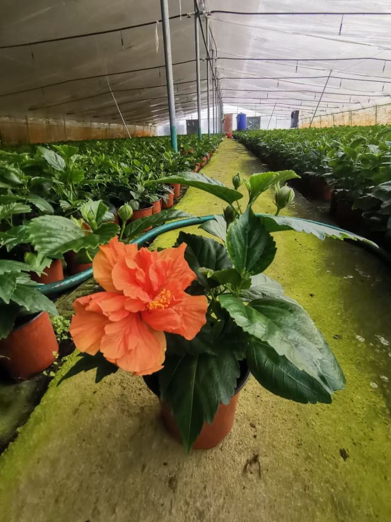 扶桑花丹麦木槿盆花基地直发欢迎实地看货