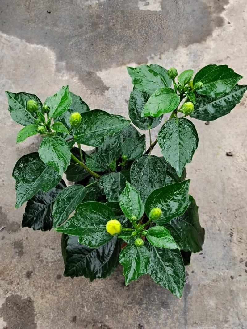 扶桑花丹麦木槿盆花基地直发欢迎实地看货