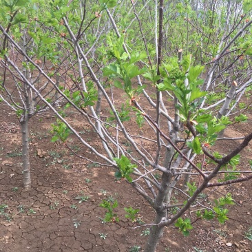 山楂树苗品种有大金星自家农户种植量大大价格有保证质