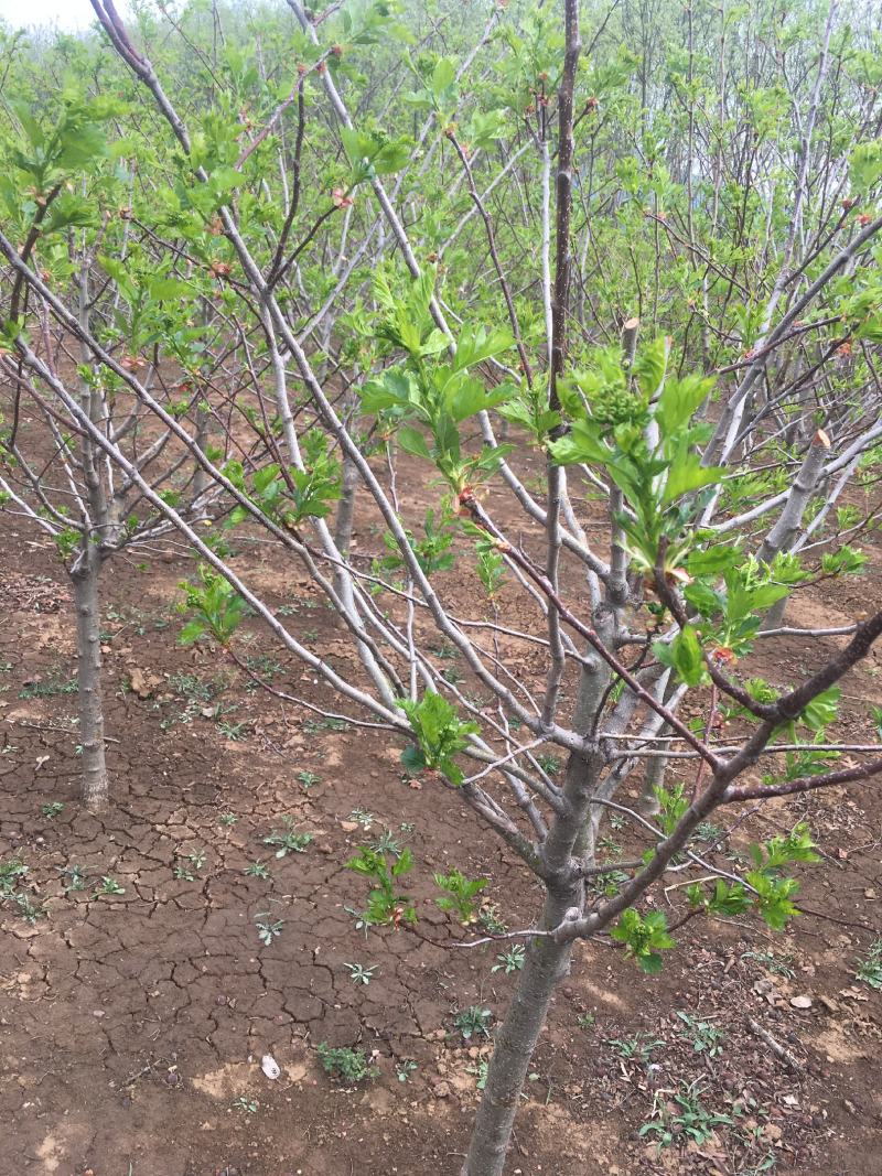 山楂树苗品种有大金星自家农户种植量大大价格有保证质