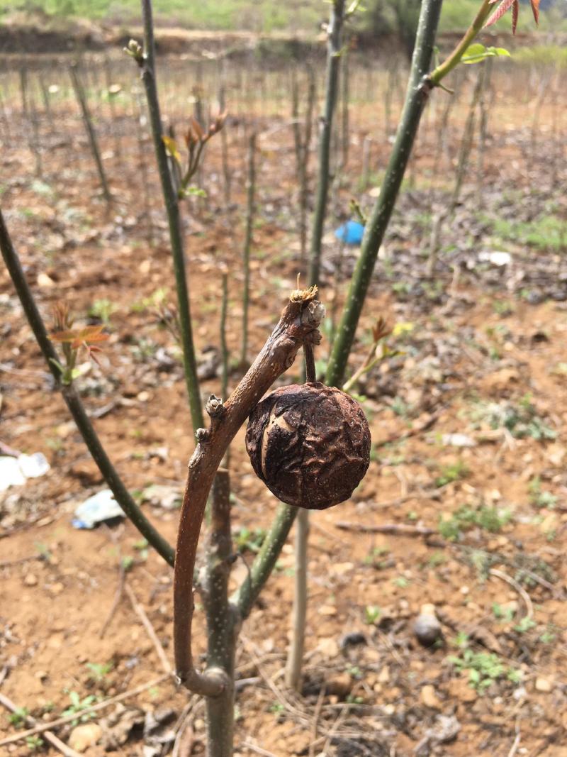 山楂树苗品种有大金星自家农户种植量大大价格有保证质