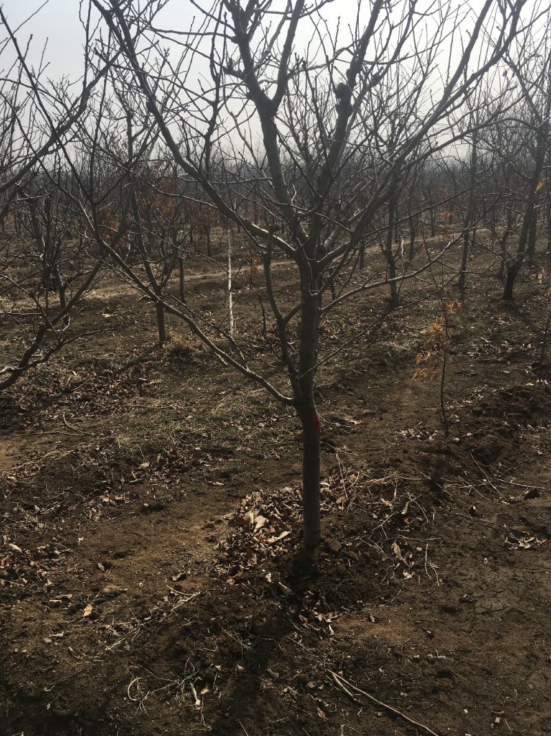 山楂树苗品种有大金星自家农户种植量大大价格有保证质
