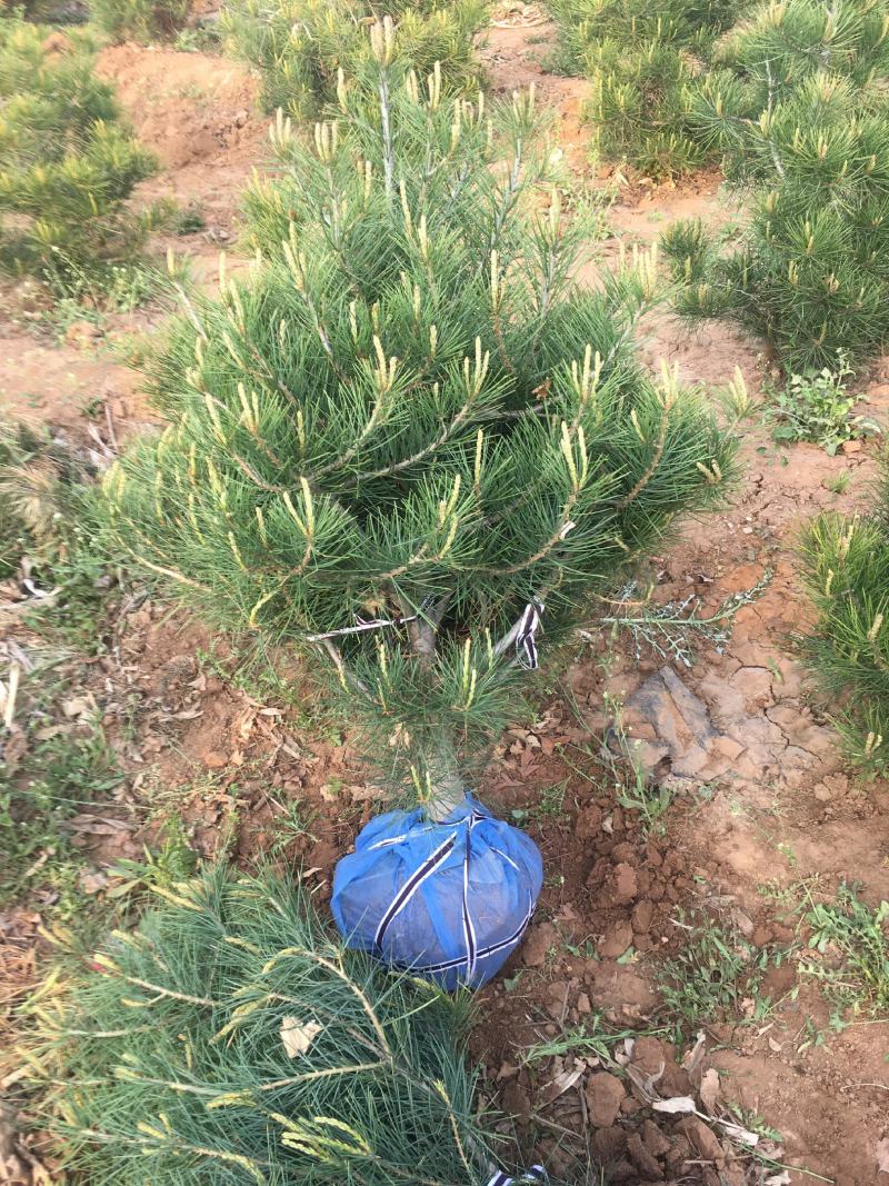 山楂树苗品种有大金星自家农户种植量大大价格有保证质