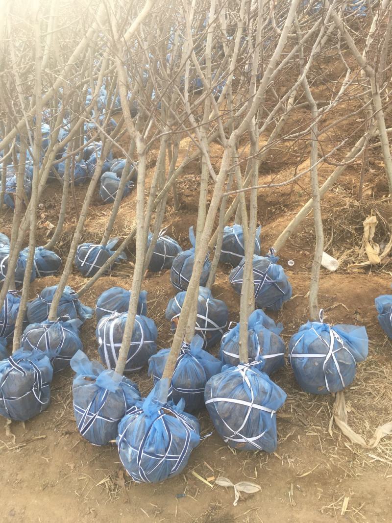 山楂树苗品种有大金星自家农户种植量大大价格有保证质