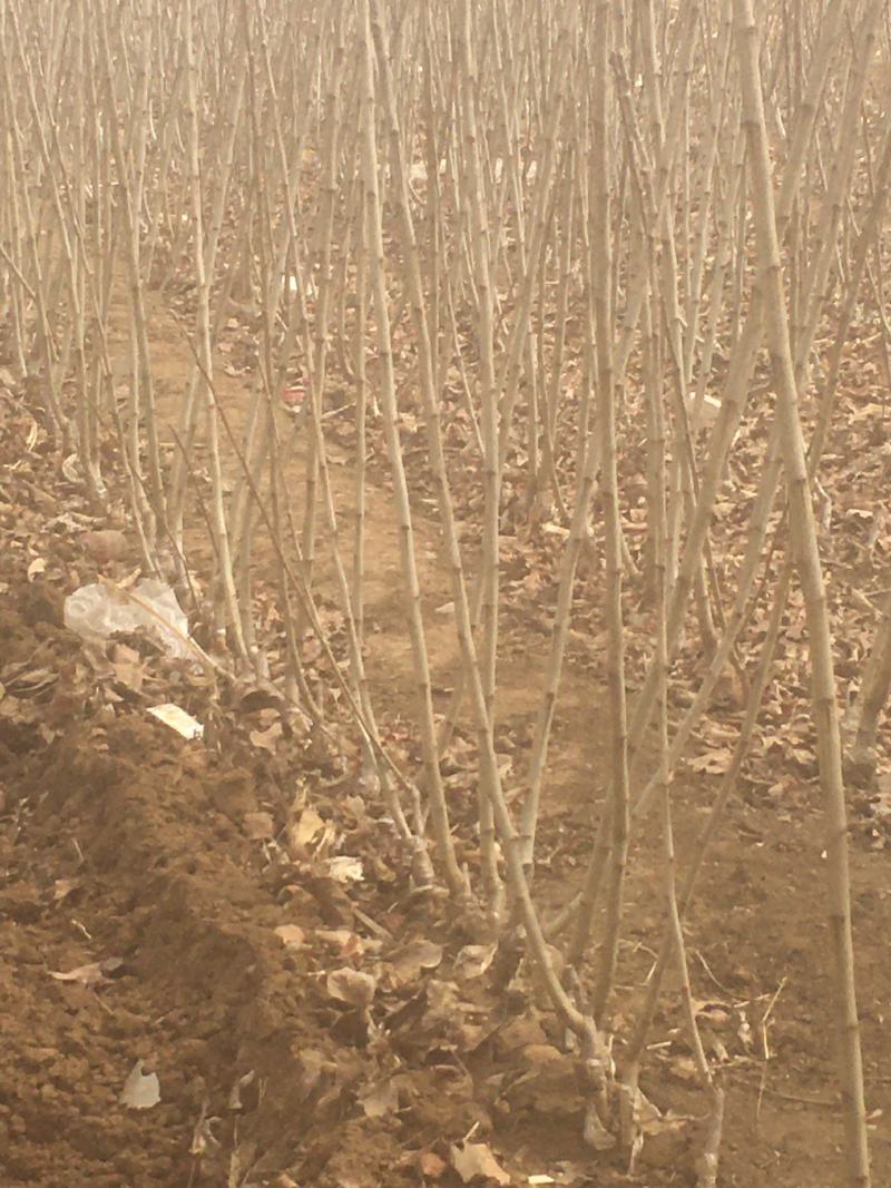 山楂树苗品种有大金星自家农户种植量大大价格有保证质