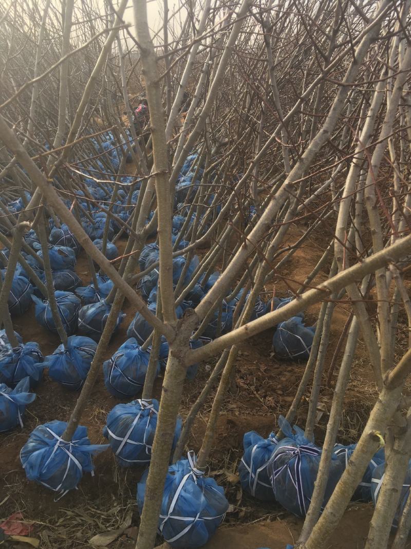 山楂树苗品种有大金星自家农户种植量大大价格有保证质