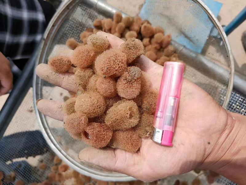 江苏水蛭水蛭种苗蚂蟥大型养殖场水蛭幼苗包养殖包回收