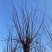 【当年开花】香花槐嫁接规格齐全物美价廉提供技术