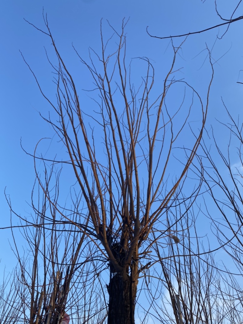 【当年开花】香花槐嫁接规格齐全物美价廉提供技术