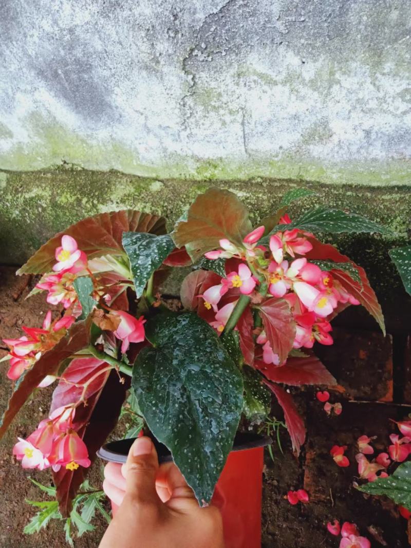竹节海棠优质竹节海棠盆栽基地直发欢迎实地看货