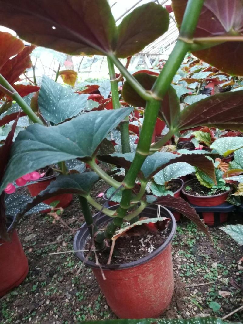 竹节海棠优质竹节海棠盆栽基地直发欢迎实地看货