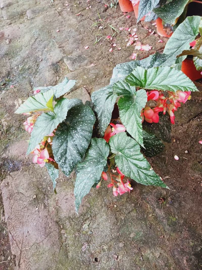 竹节海棠优质竹节海棠盆栽基地直发欢迎实地看货