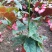 竹节海棠优质竹节海棠盆栽基地直发欢迎实地看货