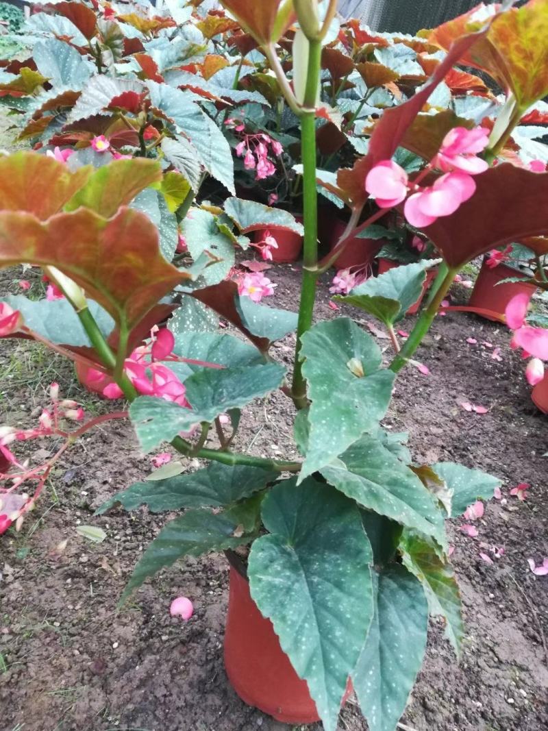 竹节海棠优质竹节海棠盆栽基地直发欢迎实地看货