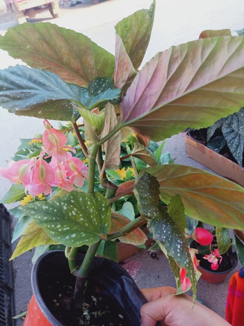 竹节海棠优质竹节海棠盆栽基地直发欢迎实地看货