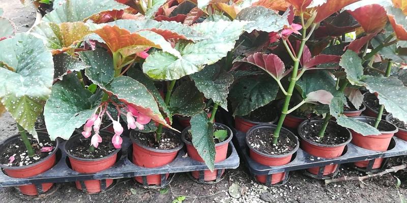 竹节海棠优质竹节海棠盆栽基地直发欢迎实地看货
