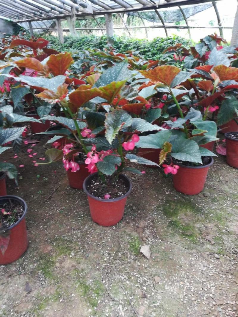 竹节海棠优质竹节海棠盆栽基地直发欢迎实地看货