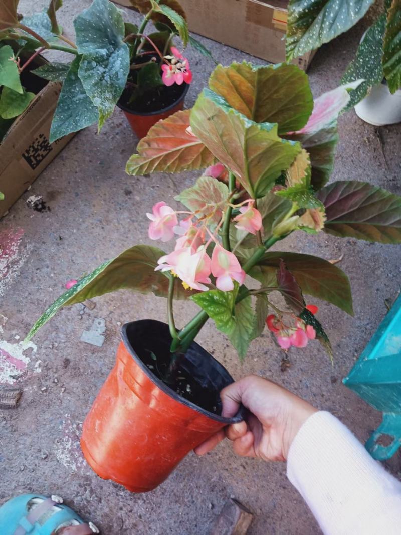 竹节海棠优质竹节海棠盆栽基地直发欢迎实地看货