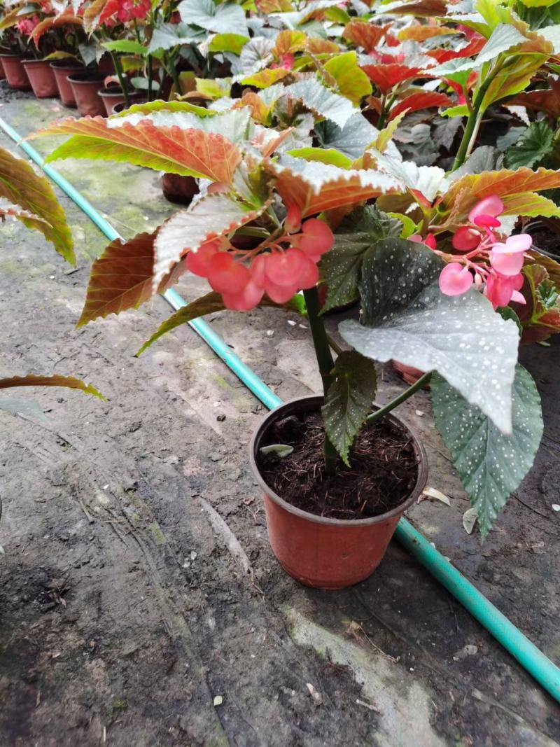 竹节海棠优质竹节海棠盆栽基地直发欢迎实地看货