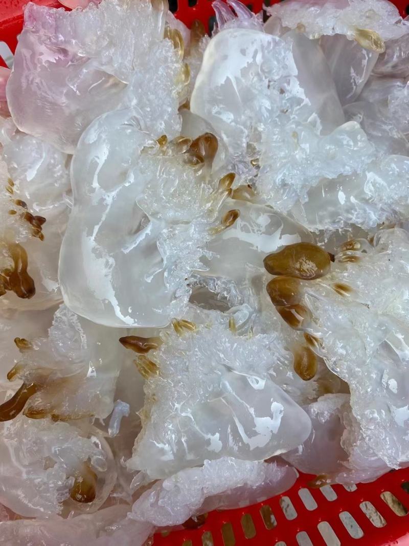 山东海蜇一手货源，酒店、电商合作伙伴，货源充足。可长期