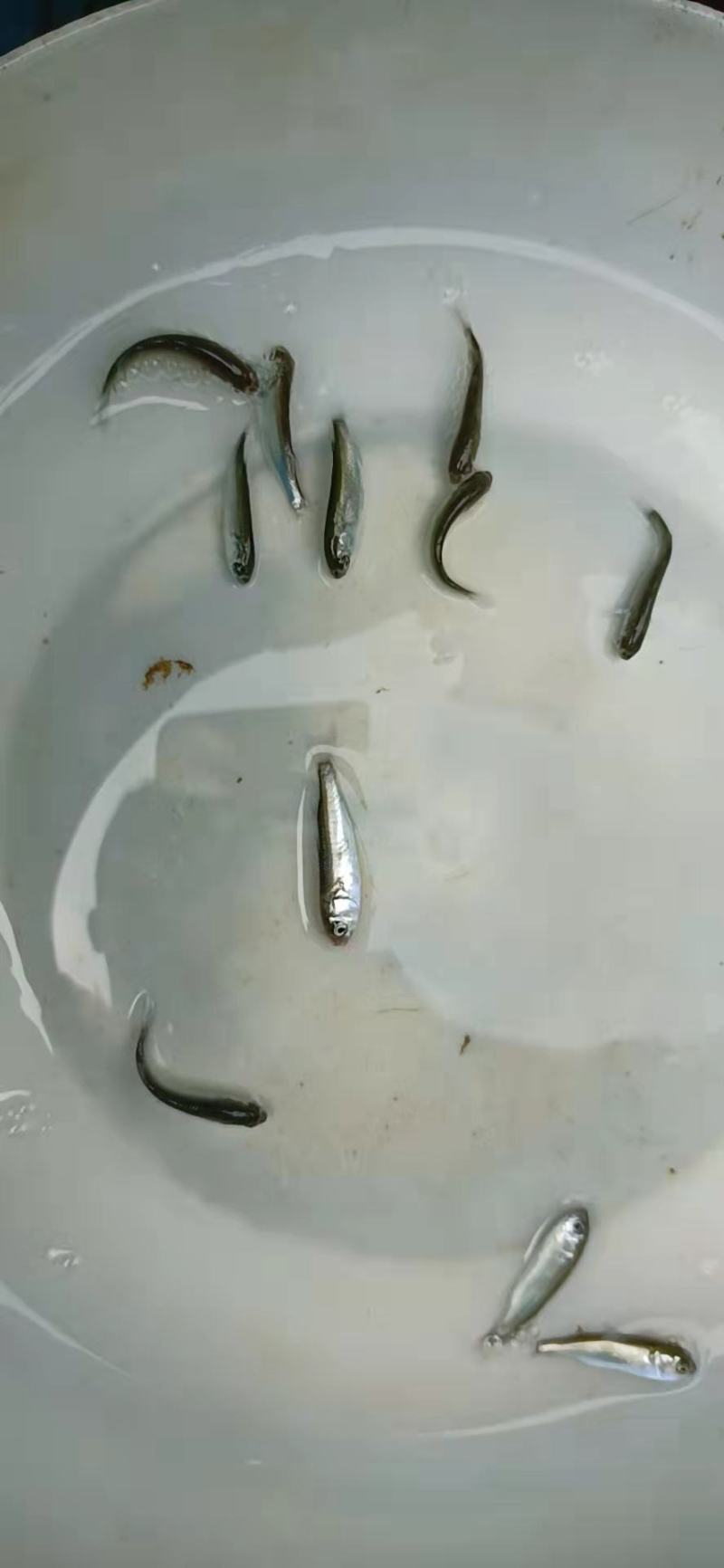 淡水乌头鱼苗量大优惠多多