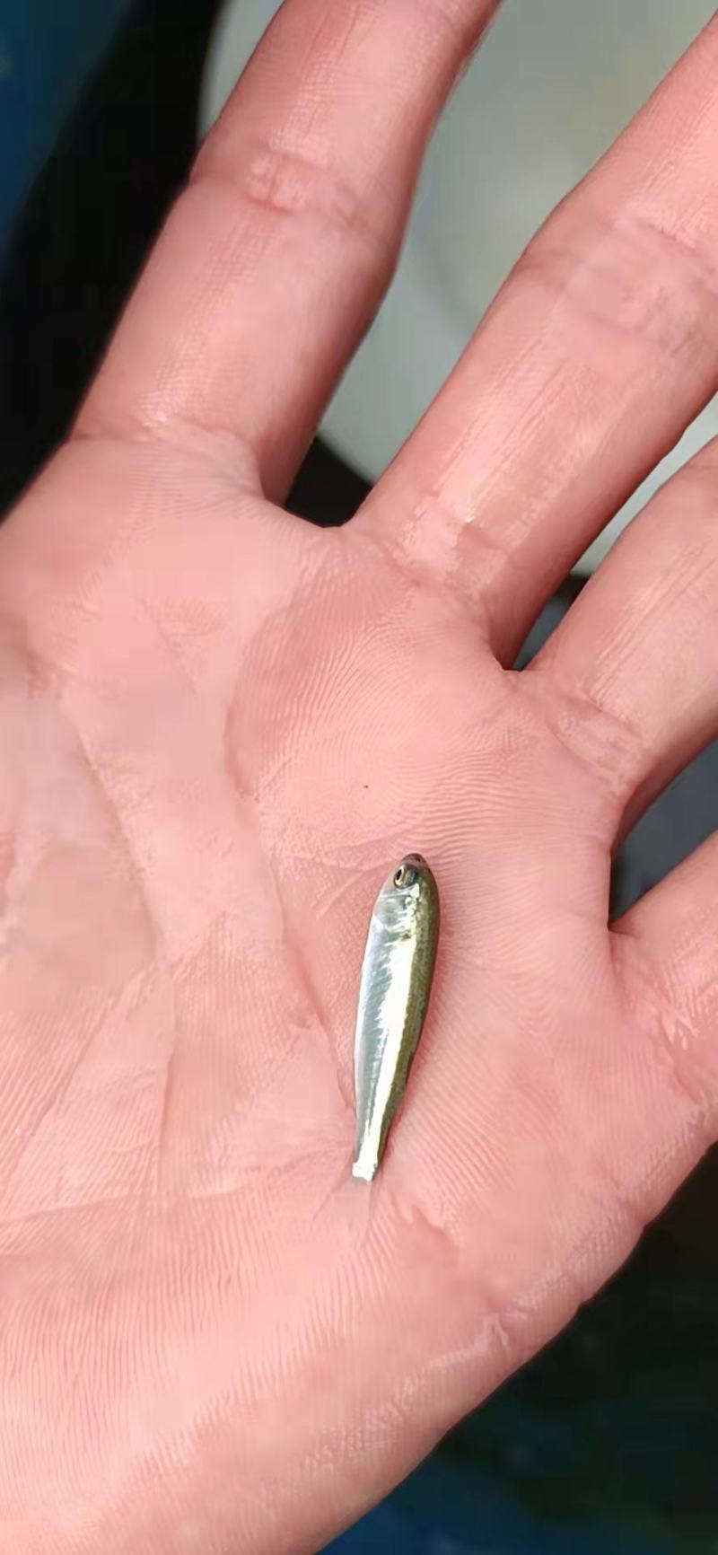 淡水乌头鱼苗量大优惠多多