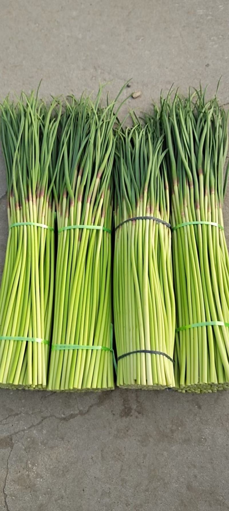 2024年万亩红帽蒜苔大量上市！支持打冷，各种精品包装！