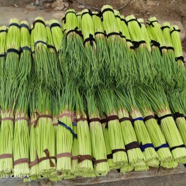 2024年万亩红帽蒜苔大量上市！支持打冷，各种精品包装！