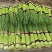 2024年万亩红帽蒜苔大量上市！支持打冷，各种精品包装！