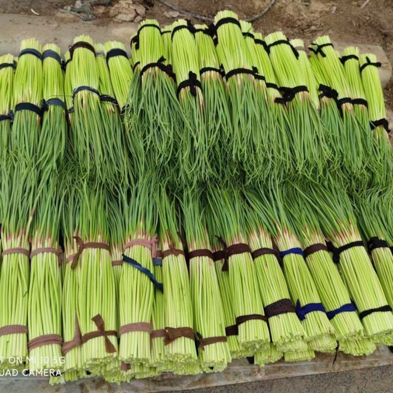 2024年万亩红帽蒜苔大量上市！支持打冷，各种精品包装！