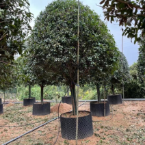 桂花树金桂12-15-18公分精品金桂树种植基地