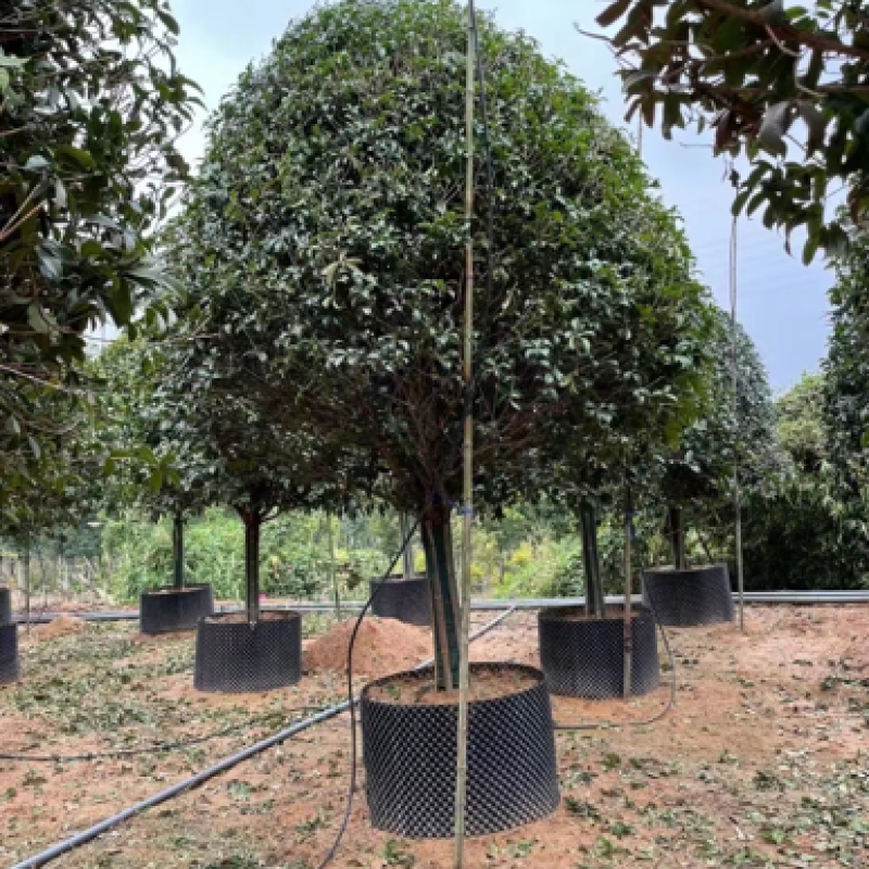 桂花树金桂12-15-18公分精品金桂树种植基地