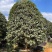 桂花树金桂12-15-18公分精品金桂树种植基地