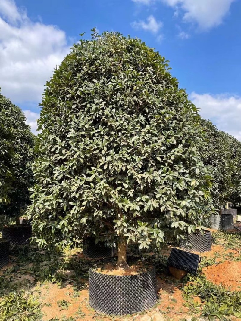 桂花树金桂12-15-18公分精品金桂树种植基地