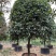 桂花树金桂12-15-18公分精品金桂树种植基地