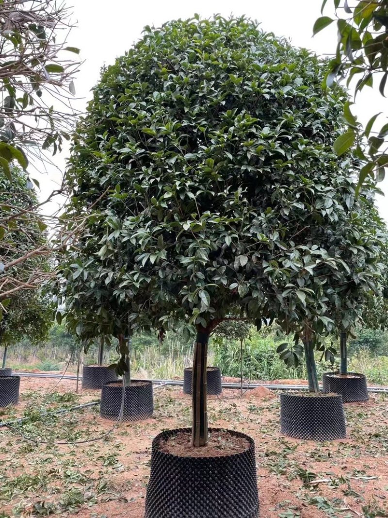 桂花树金桂12-15-18公分精品金桂树种植基地