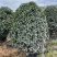 桂花树金桂12-15-18公分精品金桂树种植基地