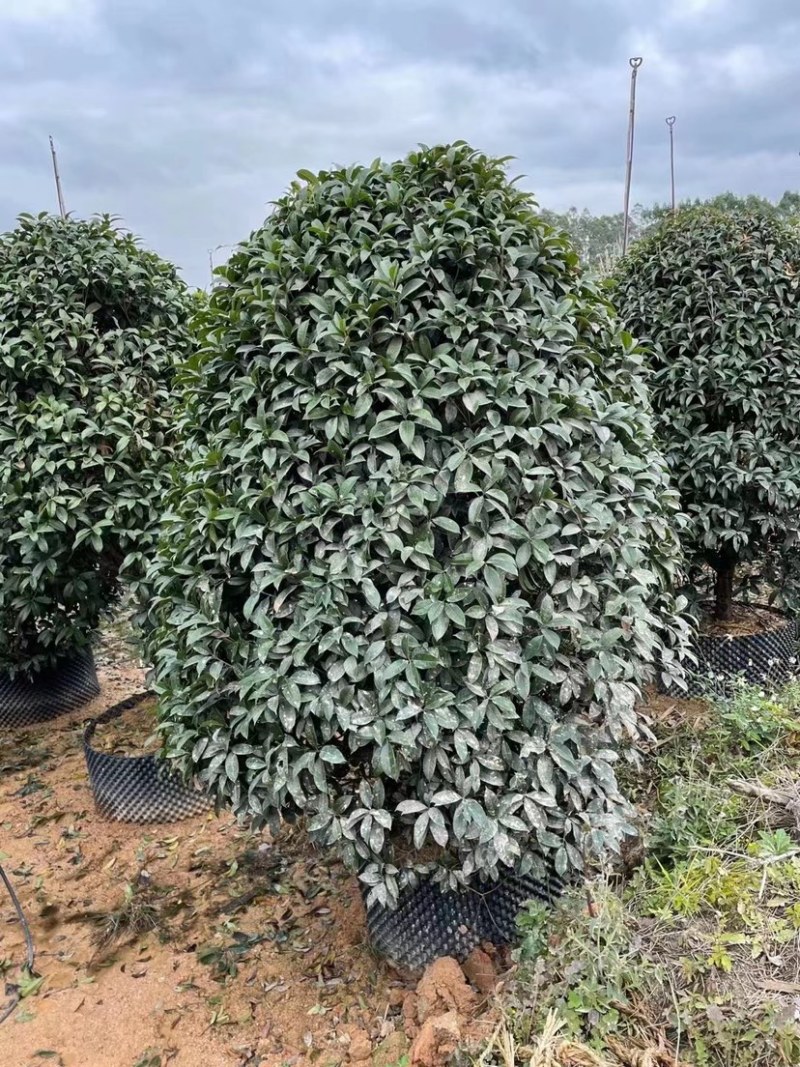 桂花树金桂12-15-18公分精品金桂树种植基地