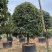 桂花树金桂12-15-18公分精品金桂树种植基地