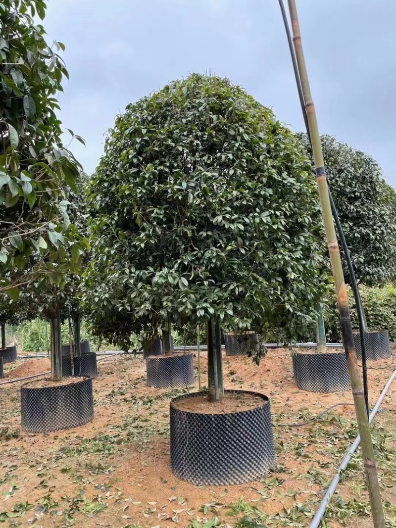 桂花树金桂12-15-18公分精品金桂树种植基地