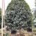 桂花树金桂12-15-18公分精品金桂树种植基地