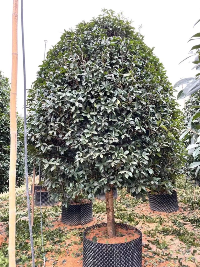 桂花树金桂12-15-18公分精品金桂树种植基地
