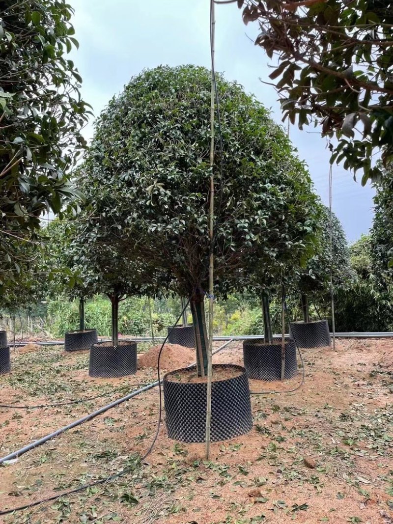 桂花树金桂12-15-18公分精品金桂树种植基地